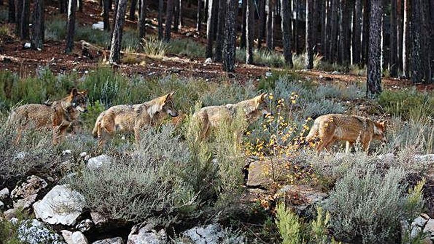 Un grupo de lobos del Centro &quot;Félix Rodríguez de la Fuente&quot;, de Robledo observan atentamente el panorama.