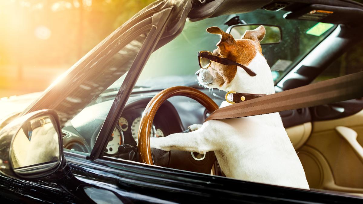 Un conductor puso a su perro al volante para evitar una multa.