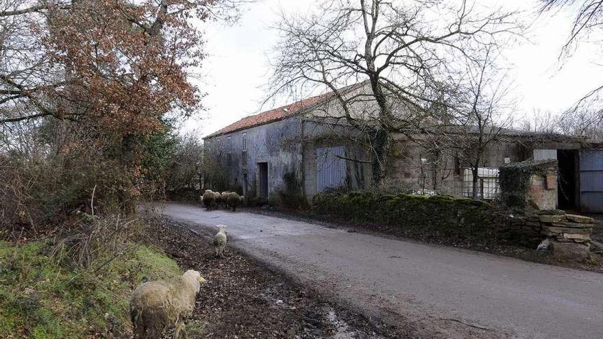 Ovejas pertenecientes a la famila de la fallecida, ayer, entrando en su vivienda de Sello. // Bernabé/Javier Lalín