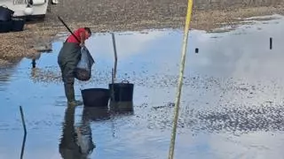 Un manto de marisco muerto en la ría