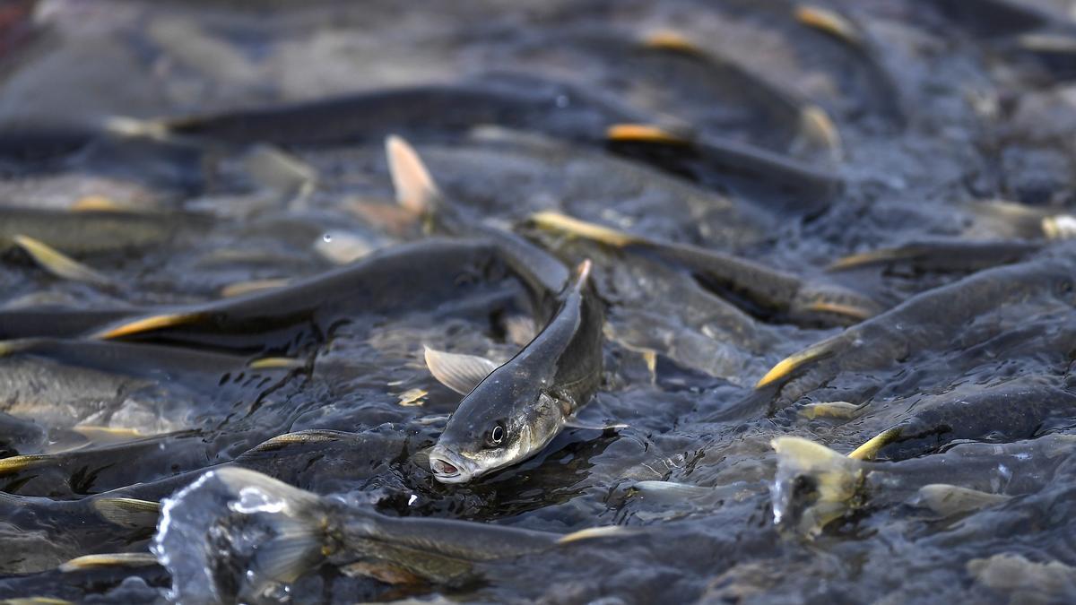 Una cuarta parte de las especies de peces de agua dulce, en peligro de extinción