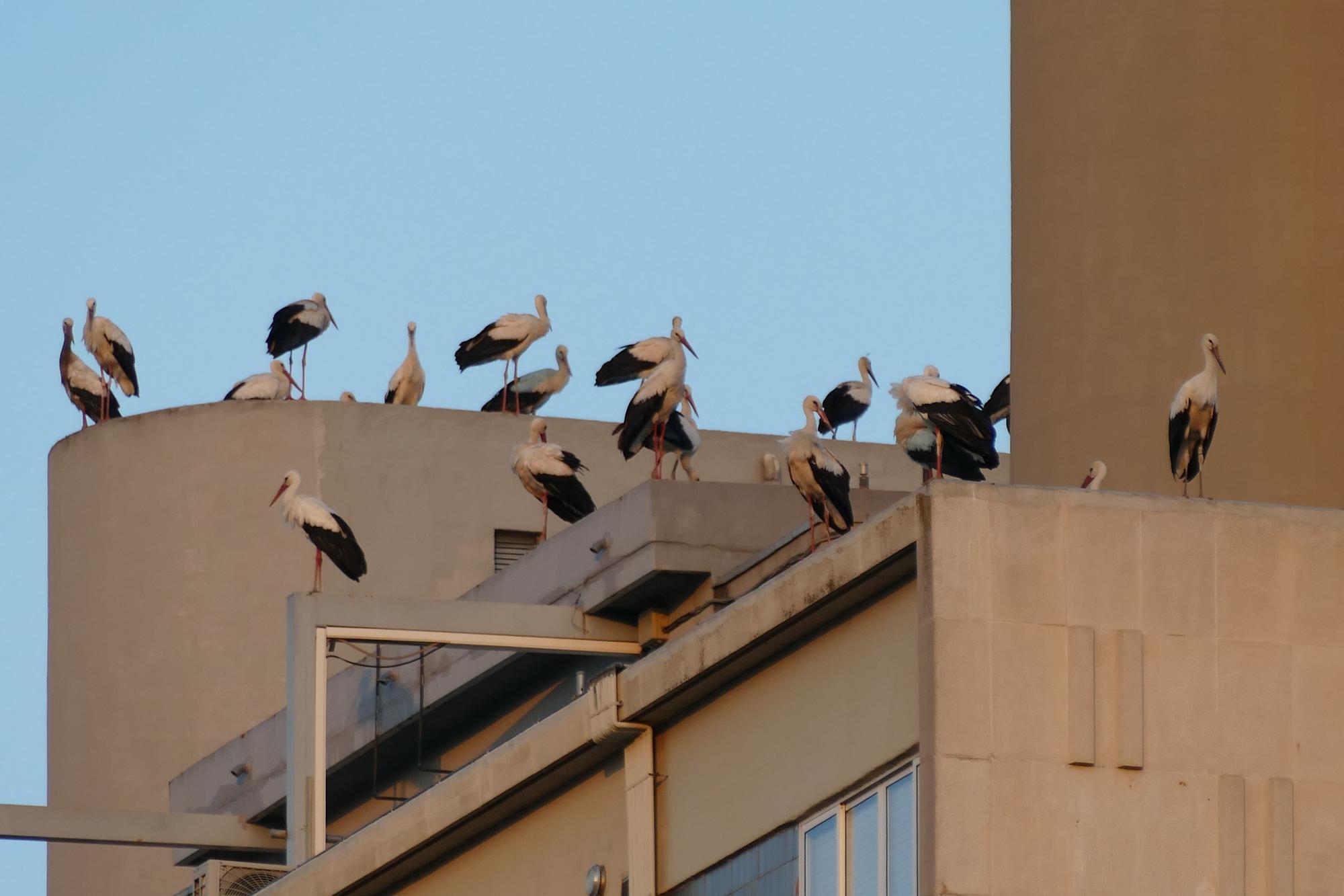 Dsenes de cigonyes fan parada a Figueres