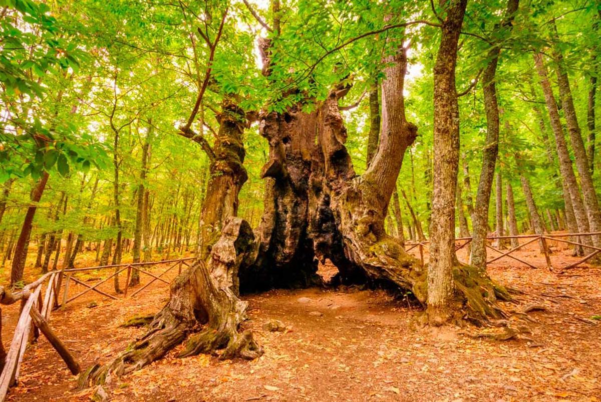 El Abuelo, un castaño de más de 500 años de historia situado en el castañar.