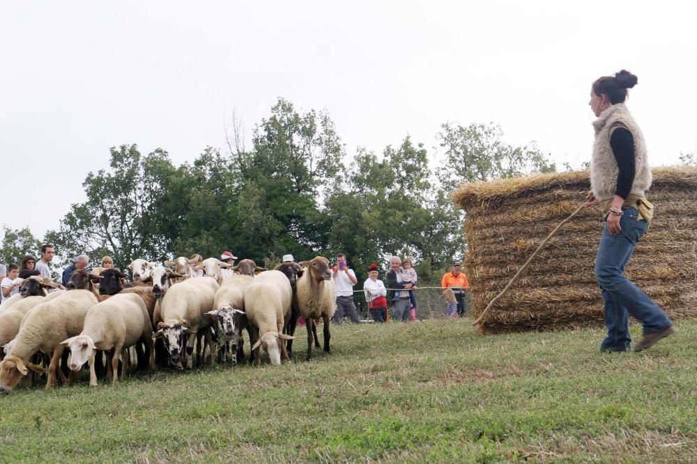 Concurs de gossos d''atura de Castellterçol