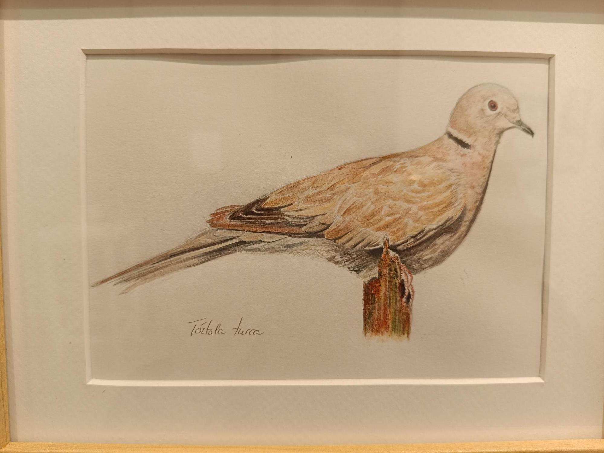 "Aves de tu entorno", la exposición de Isabel González en Posada de Llanera