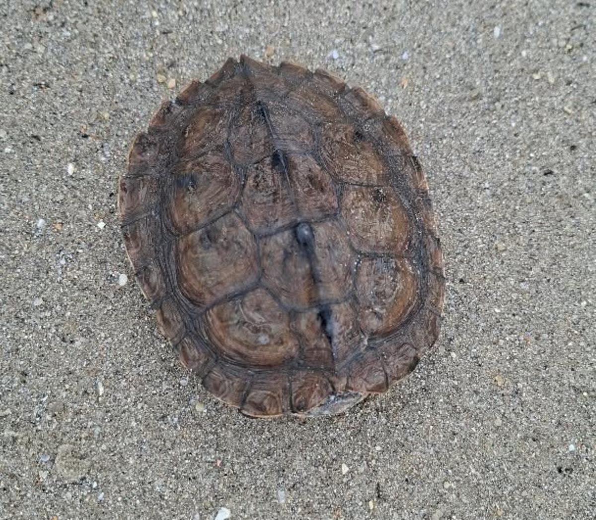 Tortuga hallada en Samil.
