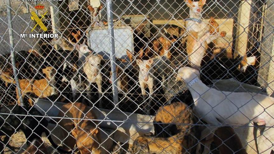 El Seprona detecta un aumento del maltrato animal durante el último año