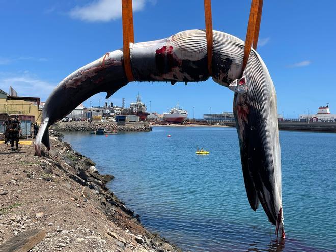 Ballena muerta en el Puerto de Las Palmas