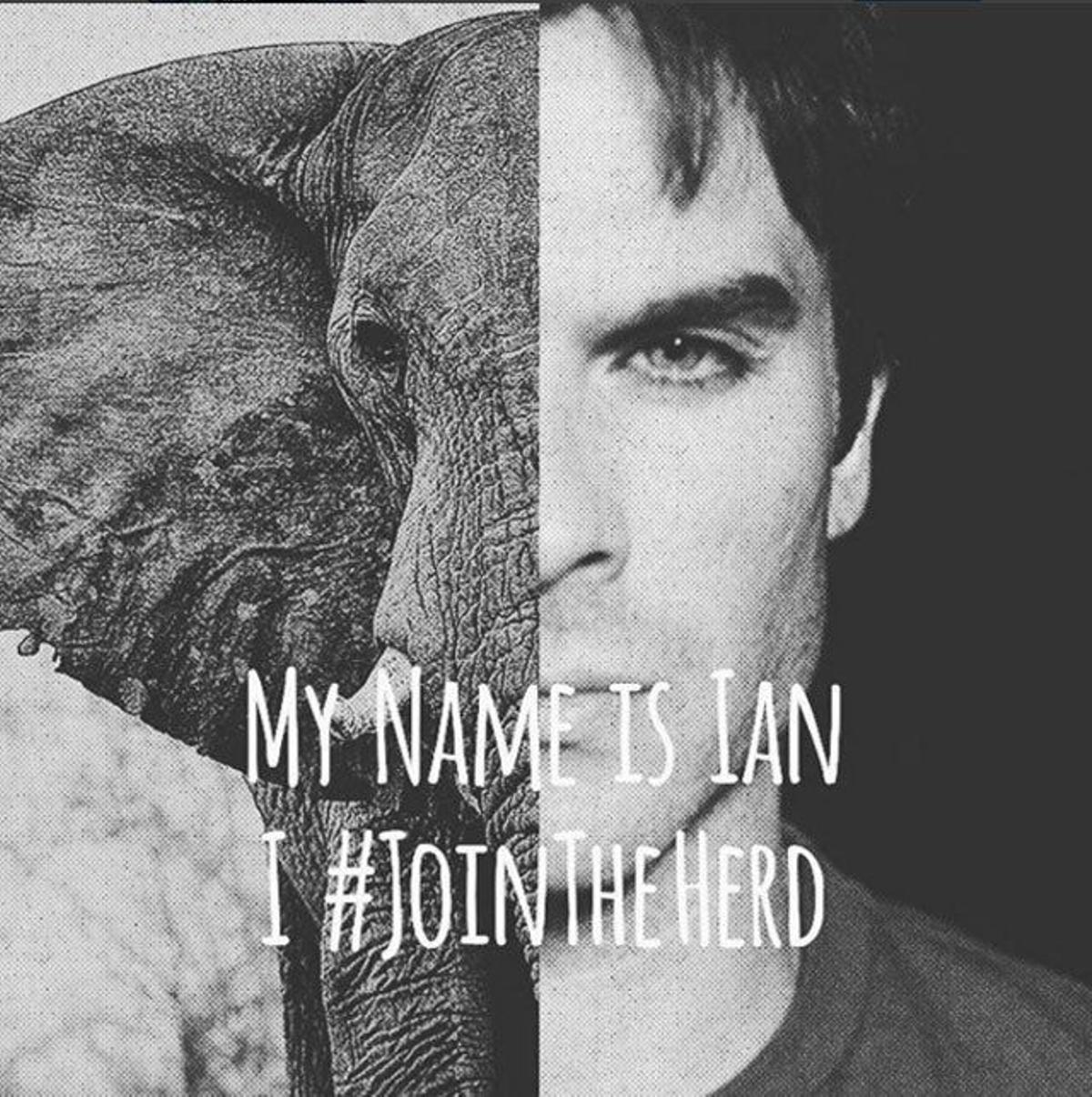 Ian Somerhalder, preocupado por los elefantes