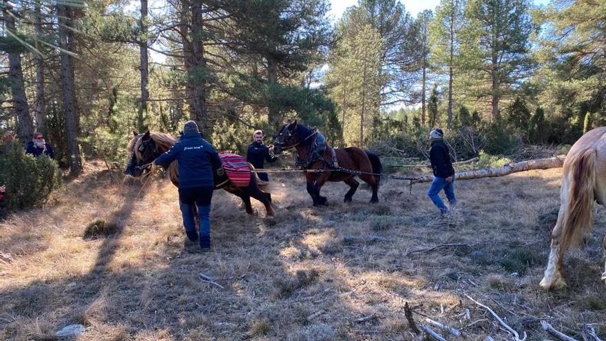 Galería | Las mejores imágenes de las fiestas de Sant Antoni en la provincia