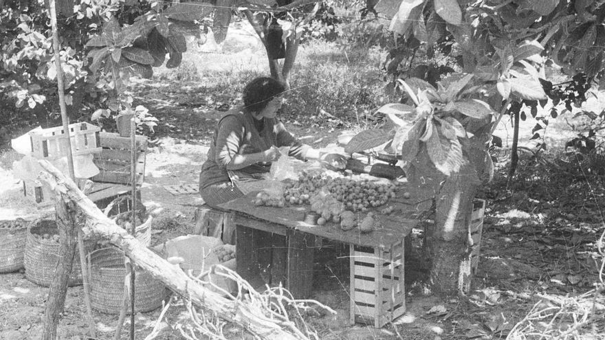 Hace 50 años en Alicante. Del 26 de mayo al 1 de junio de 1975: El níspero de Callosa brilla en Madrid