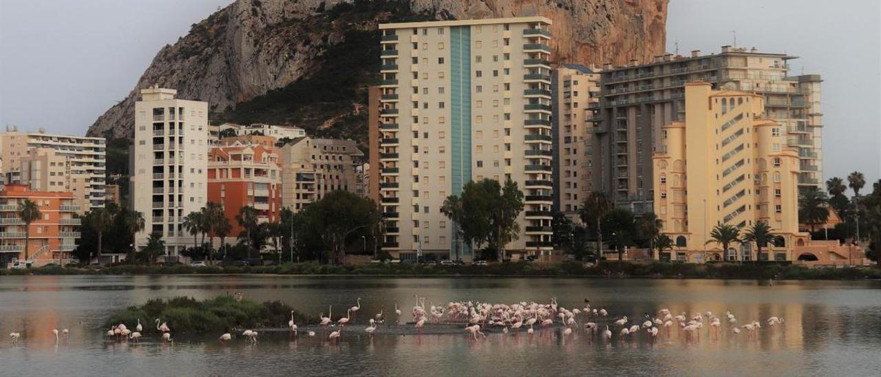 Flamencos en Calp, este domingo.