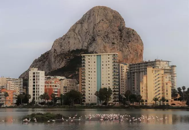 Los flamencos quieren nacer en Calp