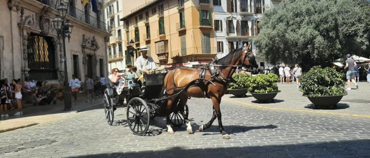 Una galera realizando un servicio ayer por la mañana en la plaza de Cort.