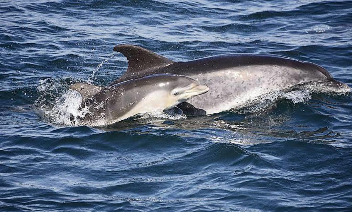 Los biólogos documentan el nacimiento de una decena de delfines en dos años