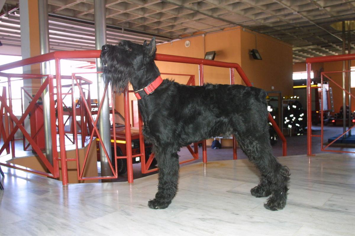 MLG.24/05/2003. PERRO SCHNAUZER ( GALO )DE UN BOMBERO LLAMADO MANOLO SANCHEZ GODOY PERRO DE RESCATE DE PERSONAS. Animales. Perros, Schnauzer, perros de rescate Bomberos