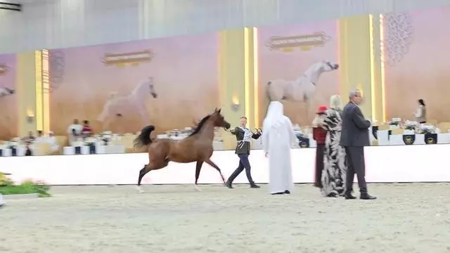 Dubai International Arabian Horse Championship reúne a los mejores caballos árabes del mundo