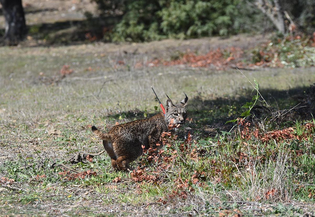 La junta libera una hembra de lince ibérico