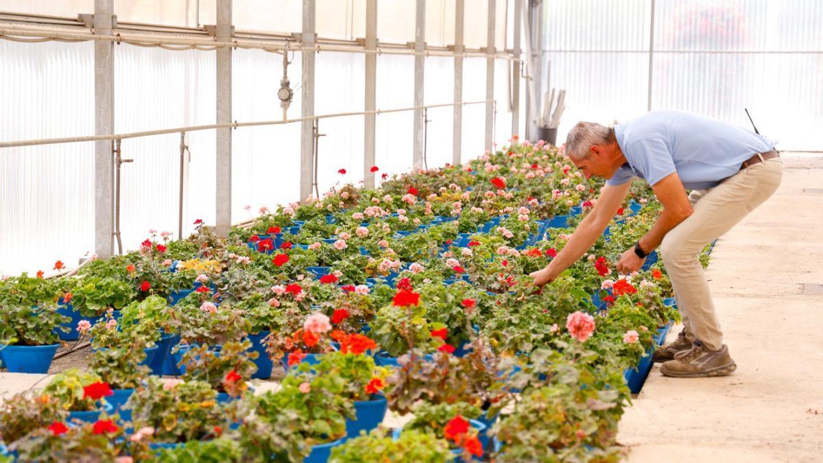 Geranios conservados en los viveros municipales.
