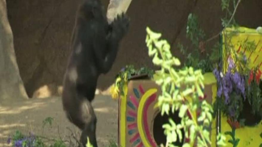 El pequeño gorila del zoo de San Diego celebra su segundo cumpleaños