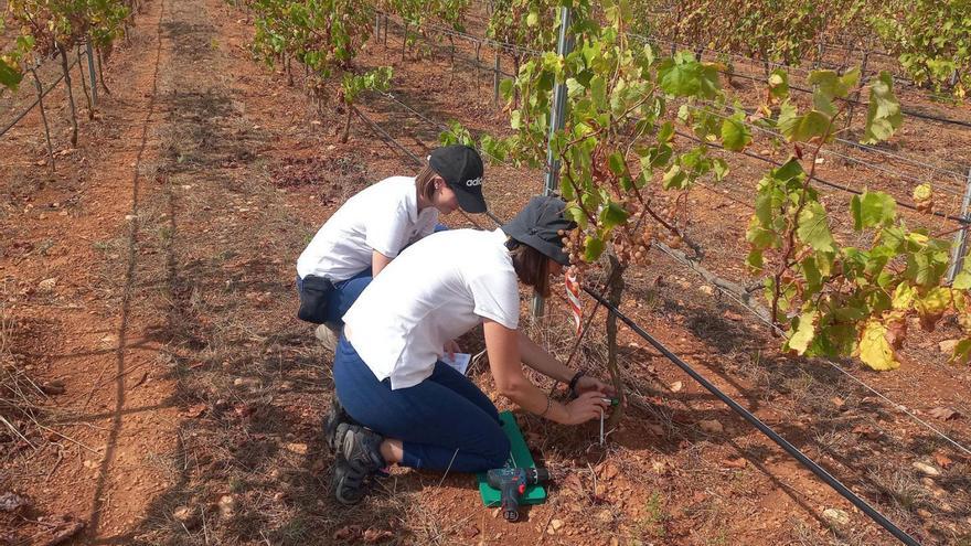 Una investigación pionera utiliza virus de bacterias contra la ‘xylella’