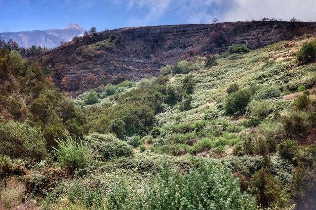 Zonas arrasadas por el incendio en el Norte de Tenerife