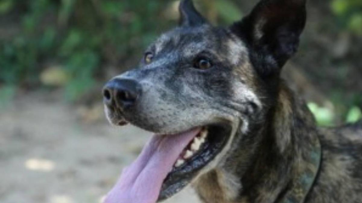 Holly es una de las perritas policías jubiladas que buscan familia a través de  'Héroes de 4 patas'.