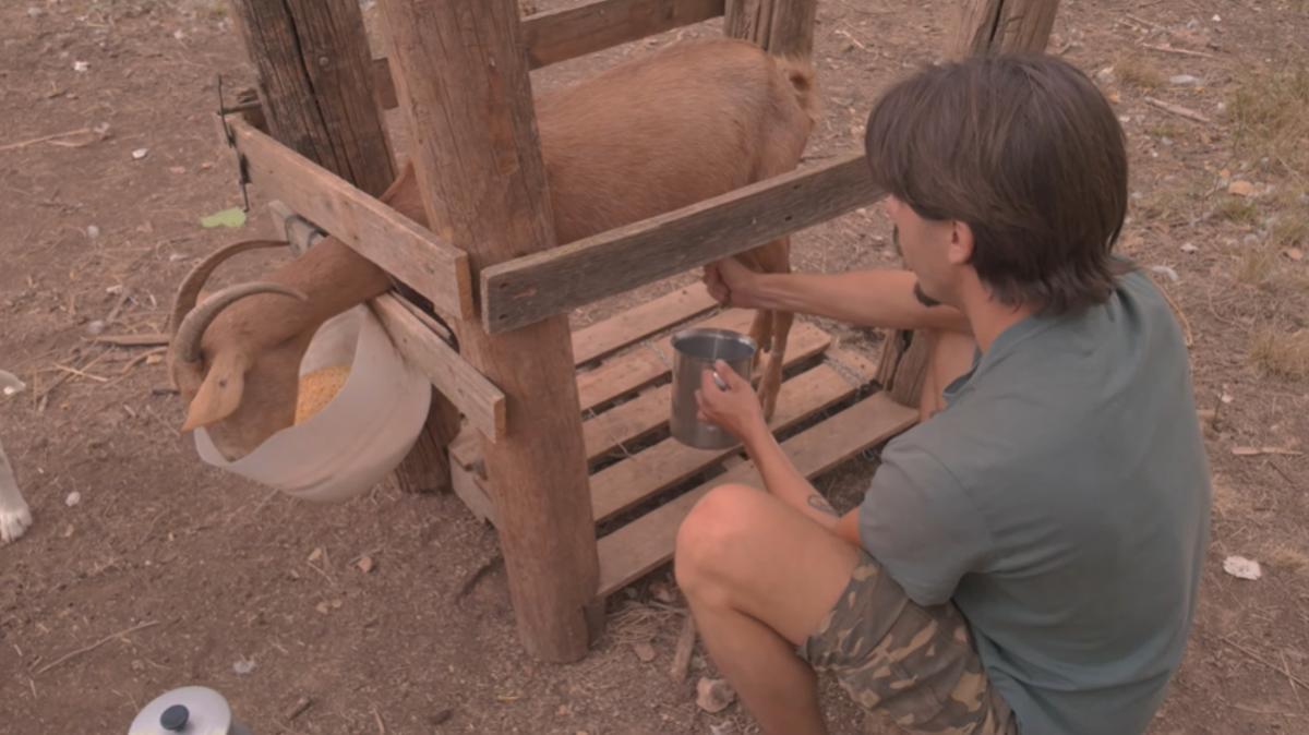 Las cabras, que son otra de las piezas fundamentales del estilo de vida de Iker.