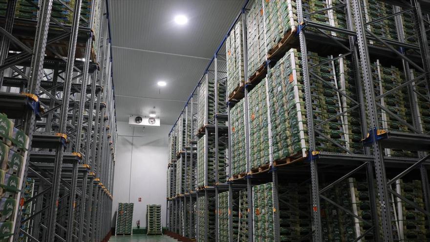 El desembarque de Grupo Orsero en Vigo refuerza al puerto como «número 1» de España en frutas