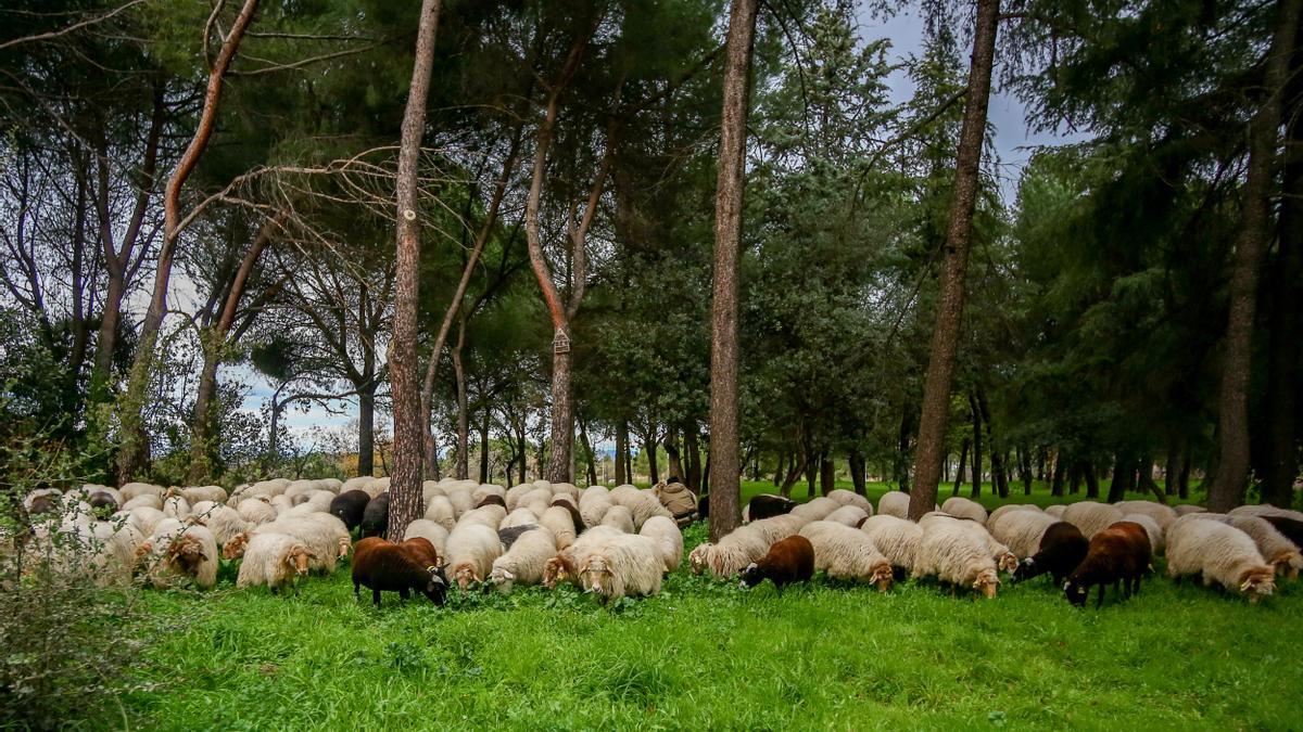 El Gobierno ha destinado 14,4 millones al sector primario por la pandemia