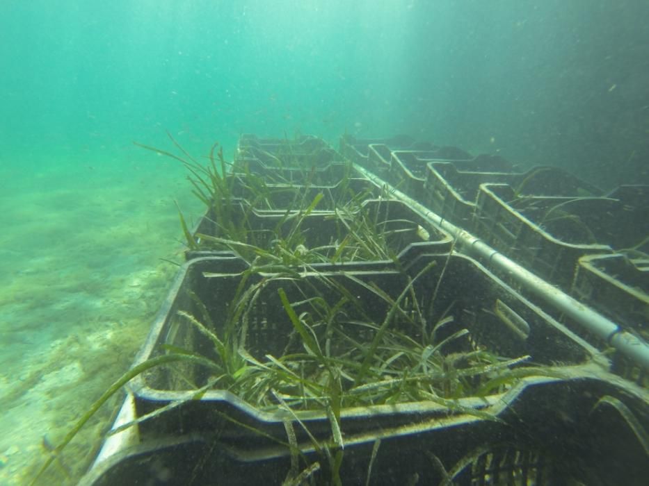 Posidonia de vivero para regenerar la bahía de Talamanca