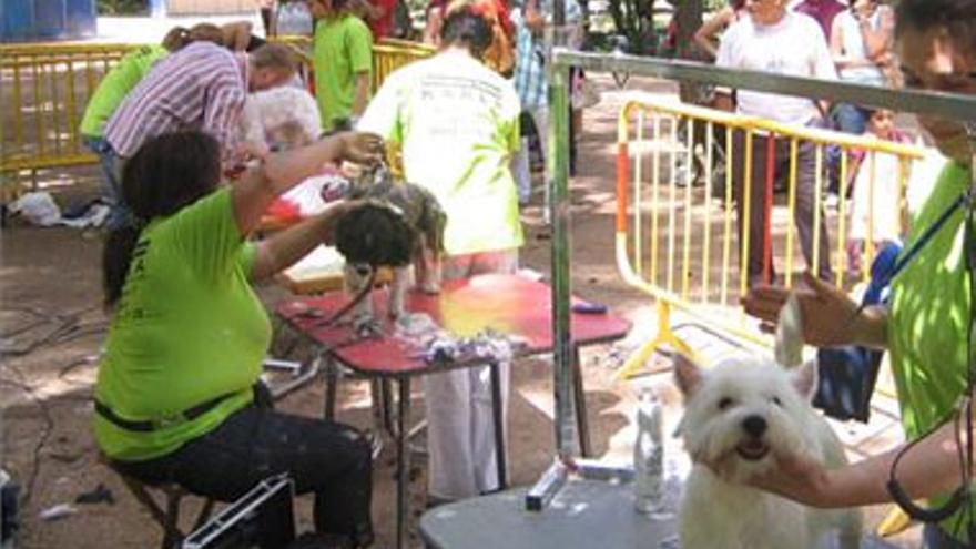 Peluquería canina en Castelar