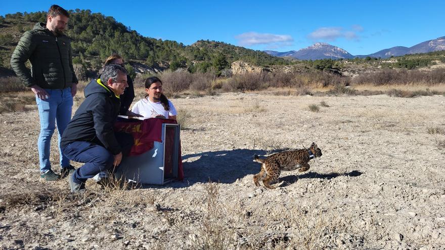 Liberan el octavo lince ibérico en Lorca