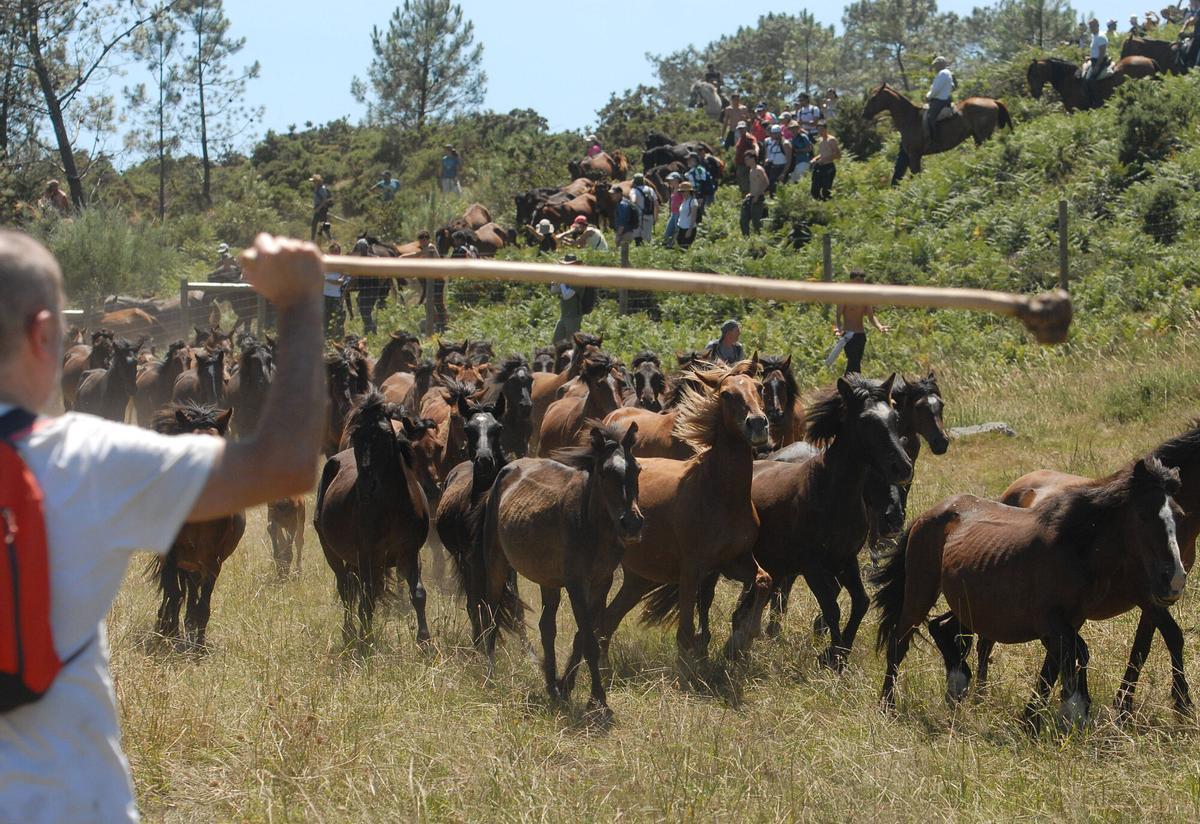 Rapa das Bestas de Sabucedo, A Estrada, 2026.