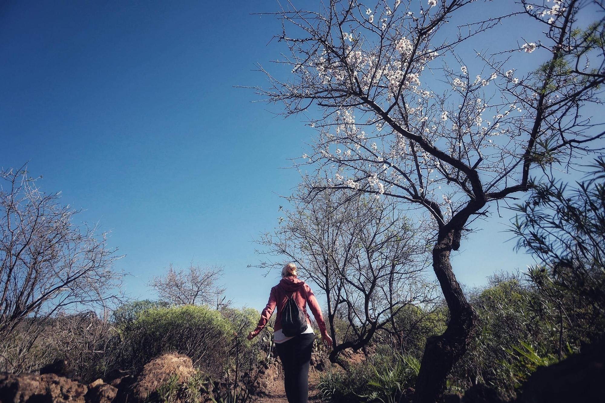 Pateos para ver el almendro en flor