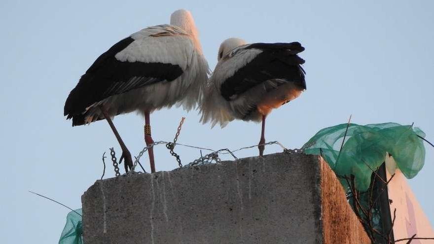 A cegoña anelada e a súa parella, na grúa retirada onte da Travesía da Ponte. // Biodiversidade do Deza