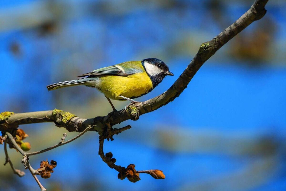 Aquests són els animals que pots veure lliures al riu Cardener al seu pas per Manresa