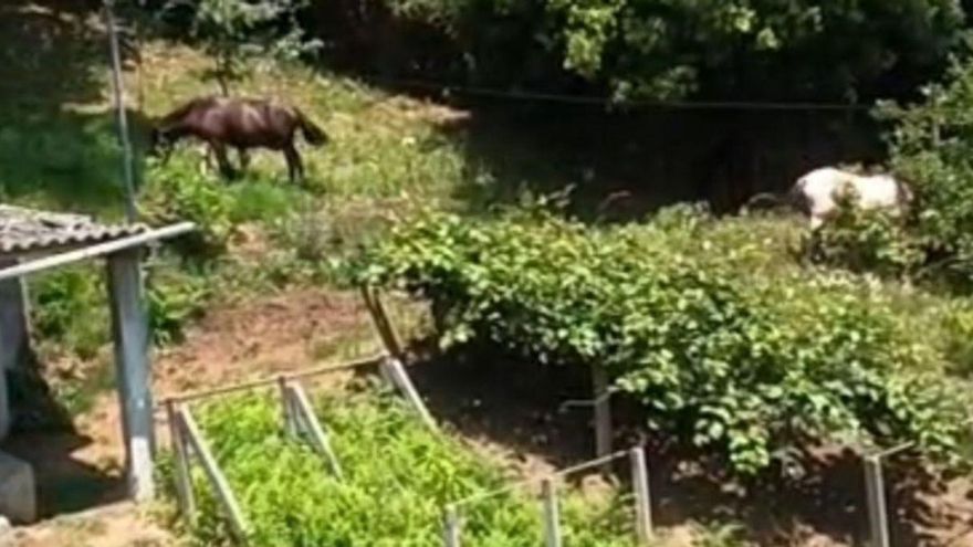 Varios caballos entre viñedos y frutales junto al lavadero de O Pardiñeiro, en Coiro. | FdV