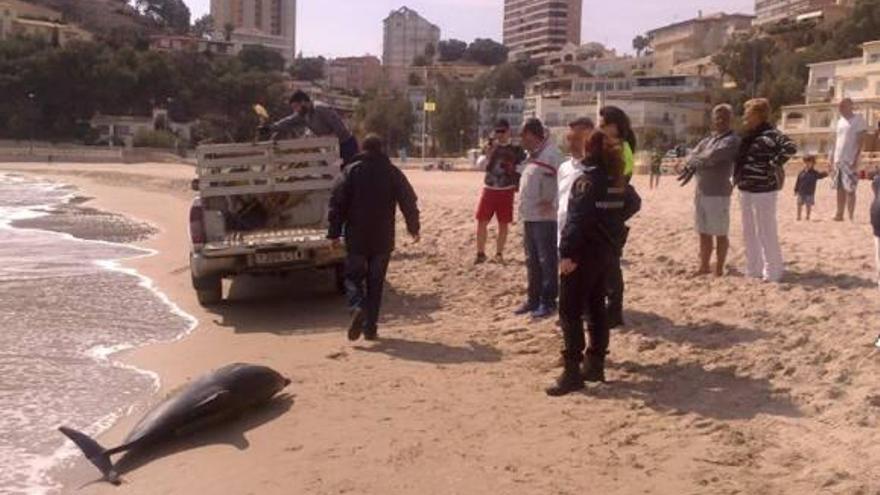 Una imagen del delfin en el momento en el que fue encontrado en la playa de Poniente