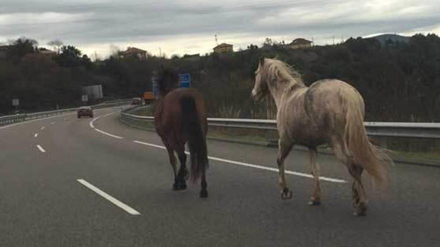 Dos caballos sueltos sorprenden a los conductores en la autovía a Oviedo