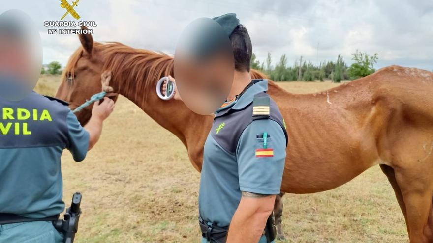 Investigan por maltrato animal al propietario de 15 caballos en estado de desnutrición en Huelva