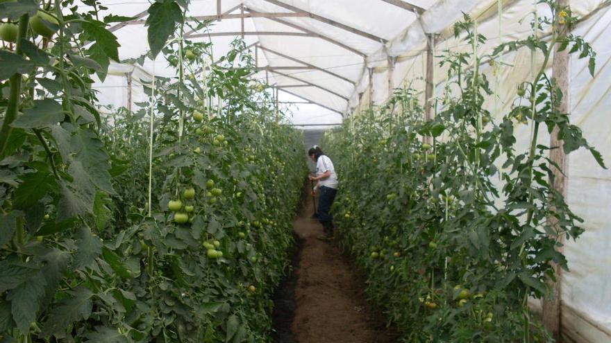 El convenio del tomate afronta una nueva revisión sin haber pactado la de 2019