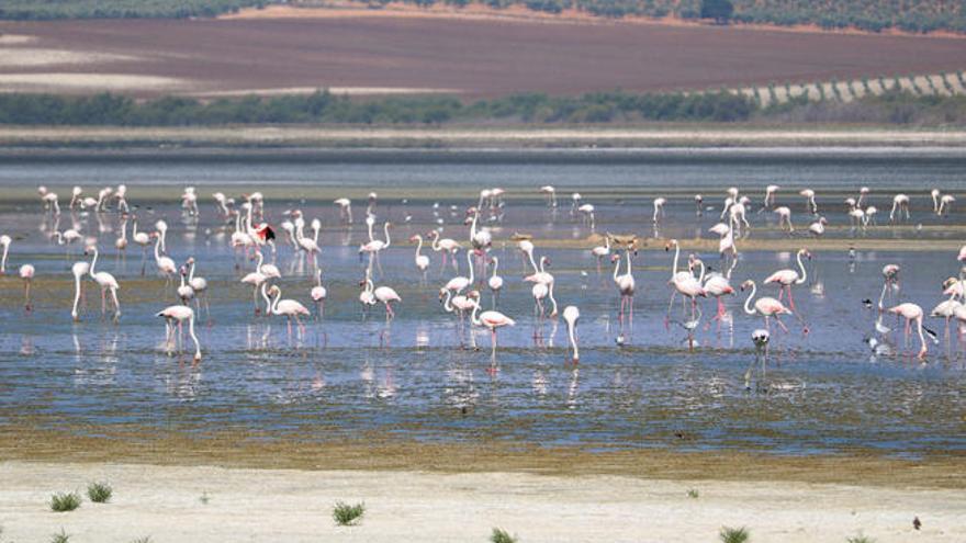 El pasado miércoles, en la Reserva Natural de la Laguna de Fuente de Piedra se contabilizaban sólo 192 flamencos.