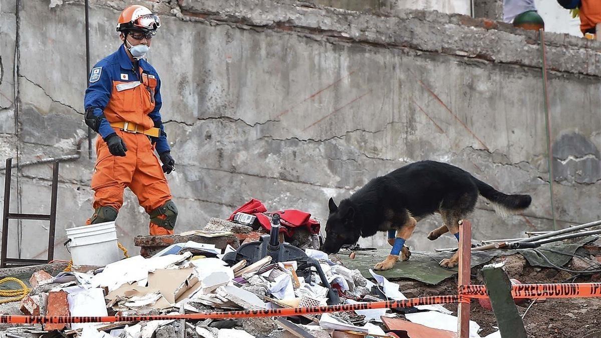 Un rescatista japonés con un perro participa en la búsqueda de supervivientes en un edificio desmoronado en Ciudad de México, el 22 de septiembre.
