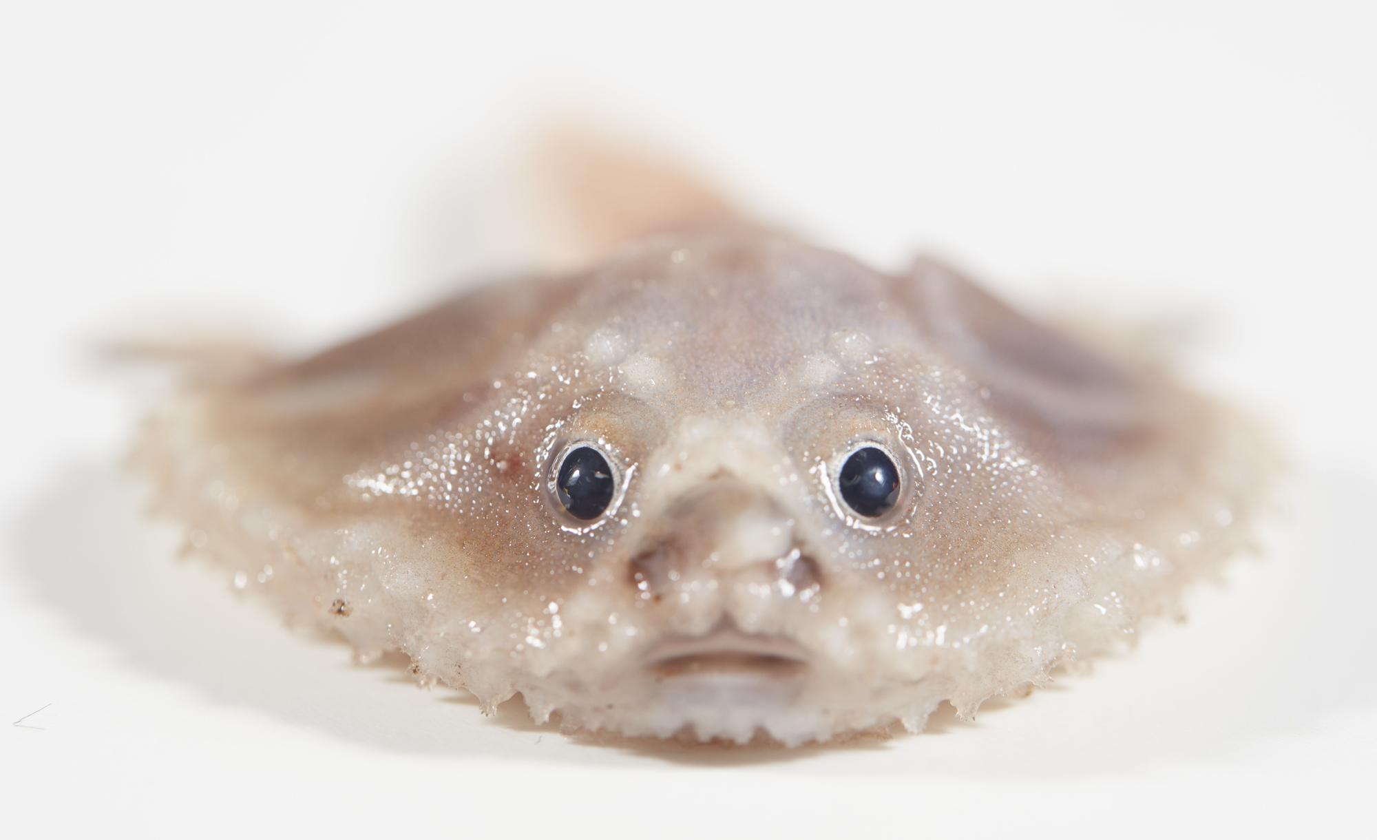 Uno de los extraños peces hallados en las profundidades de aguas de Australia