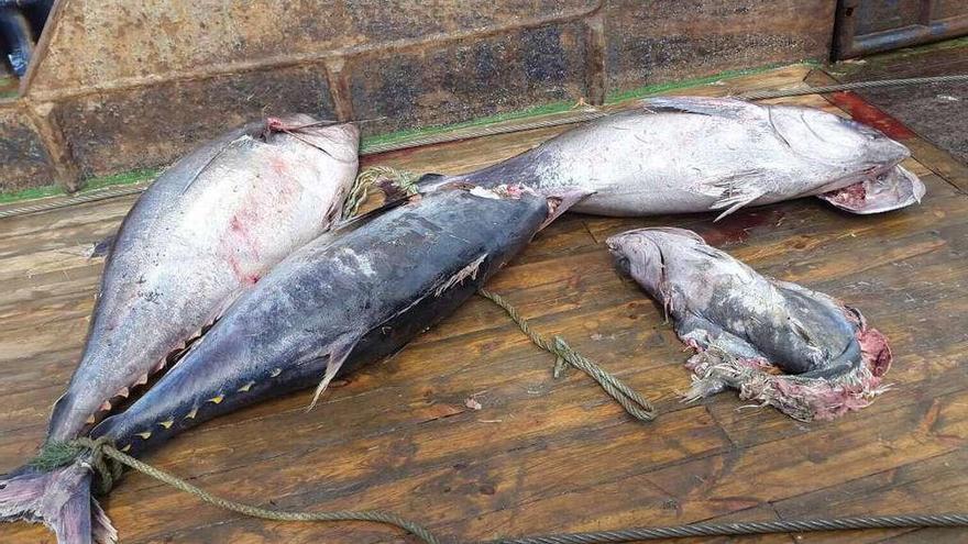 Ejemplares de bonito descartados por los buques galos y recogidos posteriormente por barcos españoles.