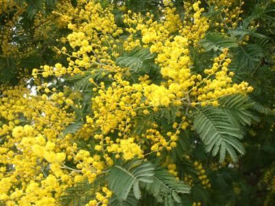 Acacia dealbataLa mimosa és una espècie arbustiva o arbòria, una planta lleguminosa del gènere Acacia. Es troba entre les plantes més invasores no només a les comarques gironines, sinó també a tot Europa. El seu origen prové d’Austràlia i Tasmània.