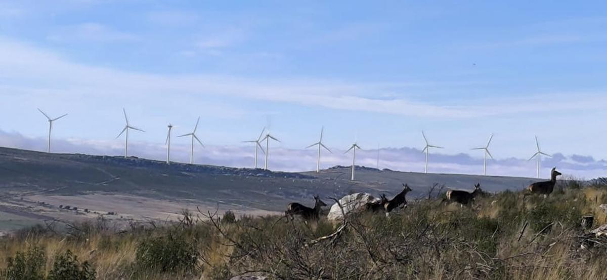 Parque eólico en Abejera