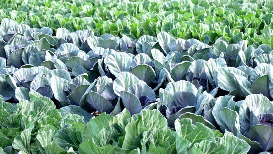 Cultivo de brásicas en una cooperativa de la Región. | CRISTINA HEREDIA