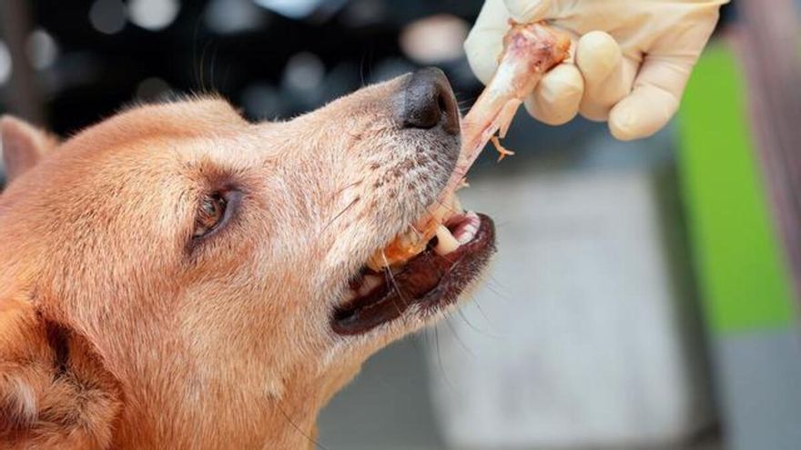 Los peligros de dar huesos a tu perro: descubre cuáles son las alternativas más seguras